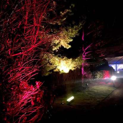 Outdoor LED lighting on trees and garden area